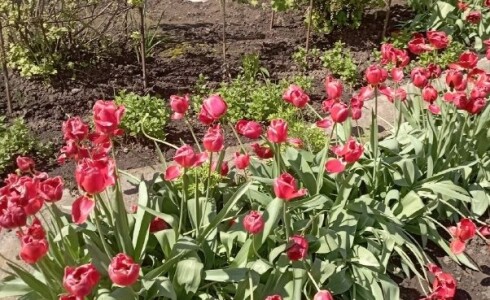 Продается дом 29м2 на земле 8 соток в с. , номер 115312 - 25
