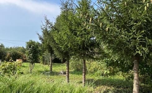 Продается дом 48м2 на земле 10 соток в с. , номер 116327 - 21